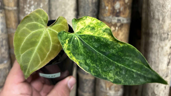 Anthurium &