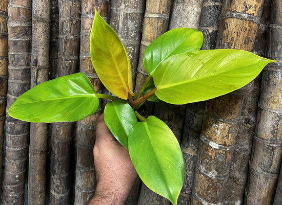 Philodendron &