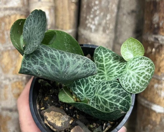 Rhaphidophora &