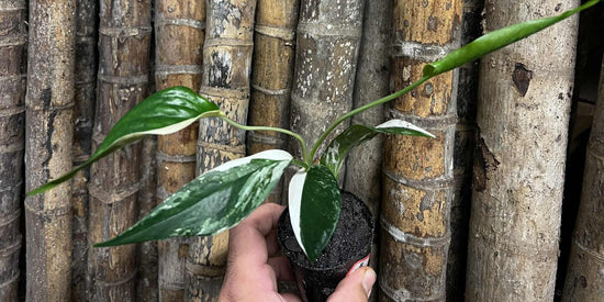 Epipremnum pinnatum &