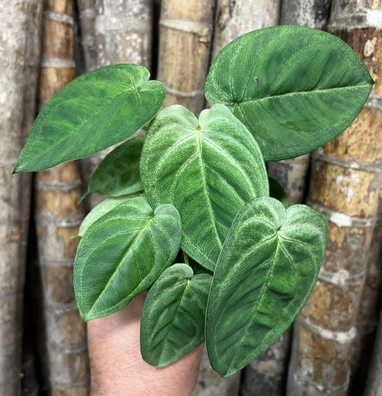 Syngonium &
