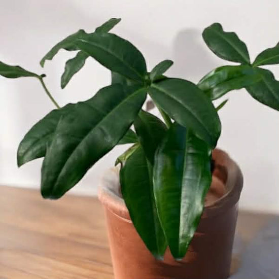 Syngonium &