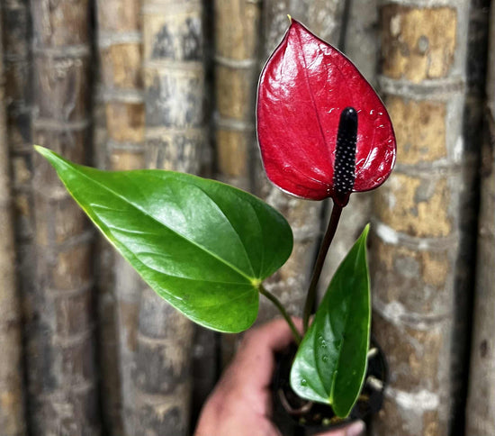 Flowering Anthurium with beautiful Rosey Flower FF20