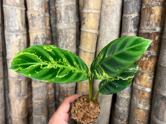 Calathea zebrina &