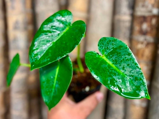 Philodendron &