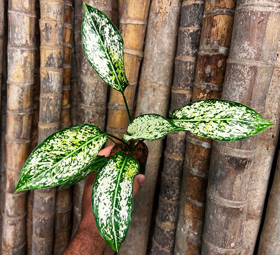 Aglaonema &