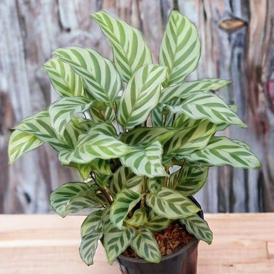 Calathea &