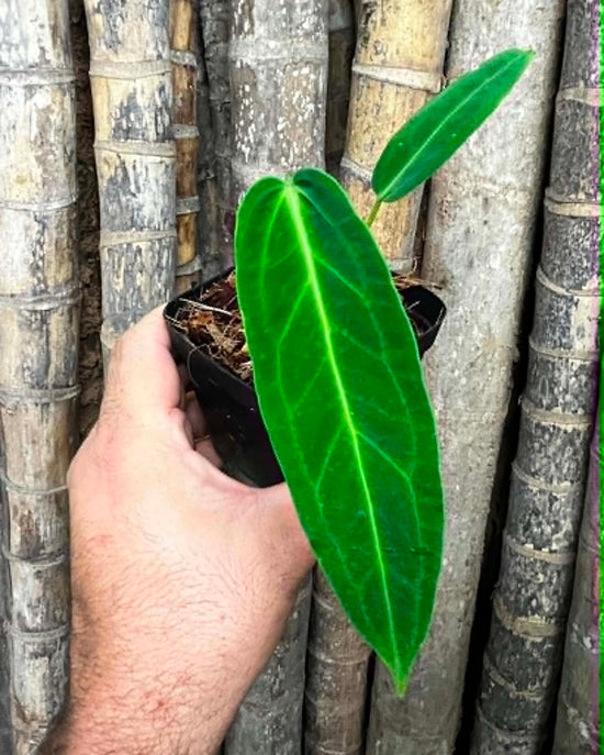 Anthurium &
