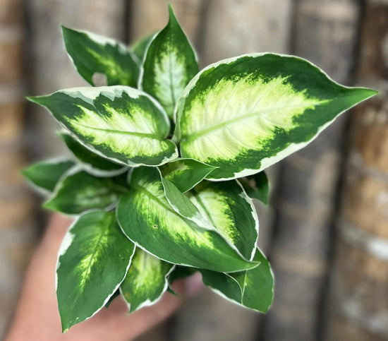 Dieffenbachia &