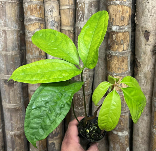Anthurium &