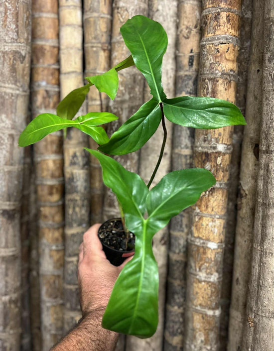 Philodendron &