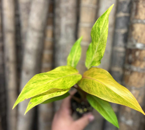 Philodendron &
