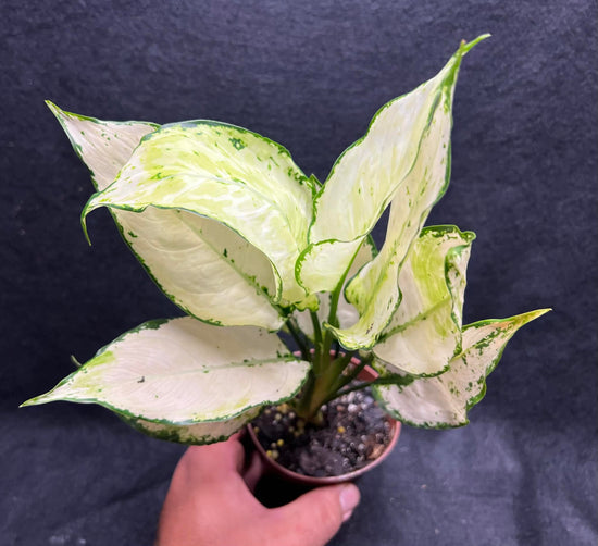 Aglaonema &
