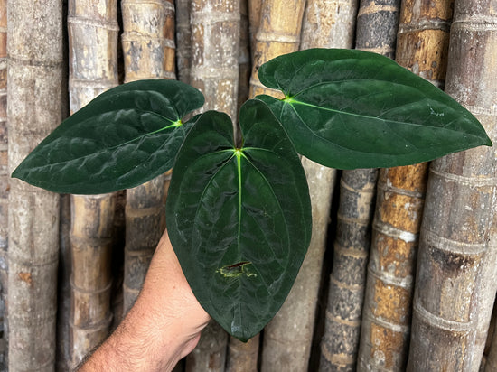 Anthurium &