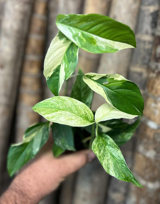 Monstera laniata &