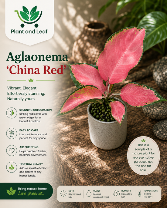 Aglaonema &