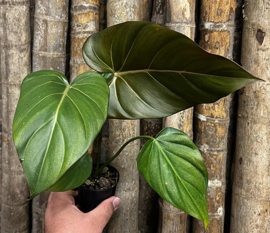 Philodendron &
