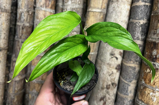Monstera &