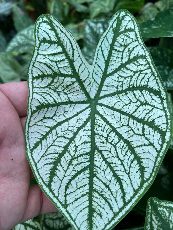 Caladium &