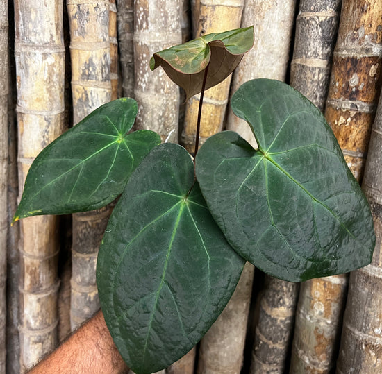 Anthurium &