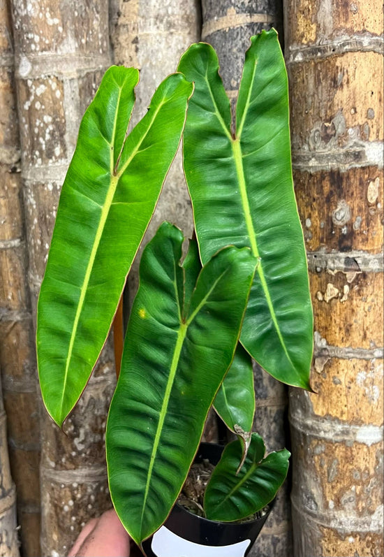Philodendron &
