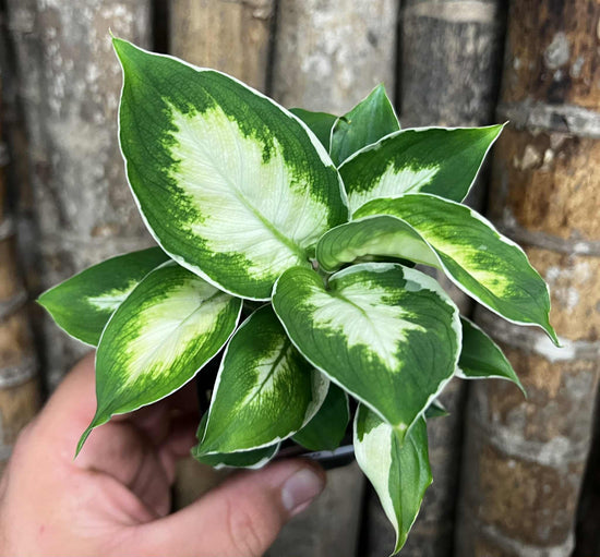 Dieffenbachia &