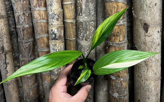 Epipremnum amplissimum &