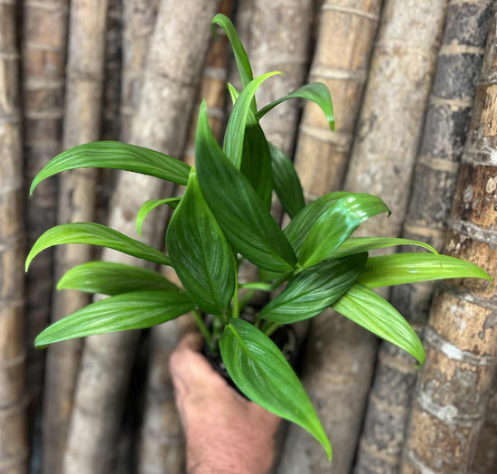 Epipremnum amplissimum &