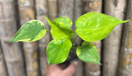 Alocasia &
