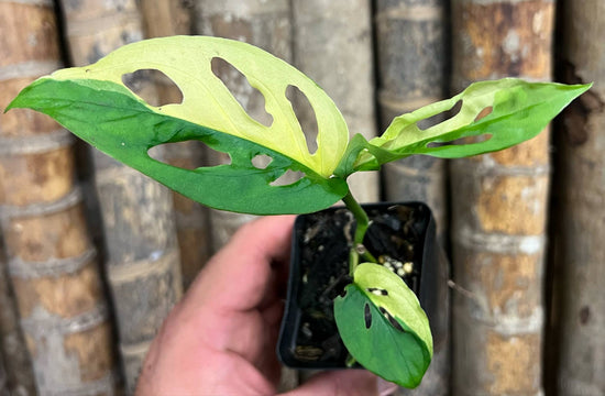 Monstera adansonii &