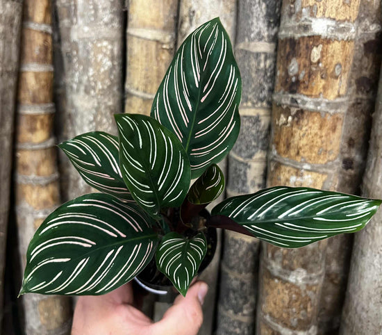 Calathea &