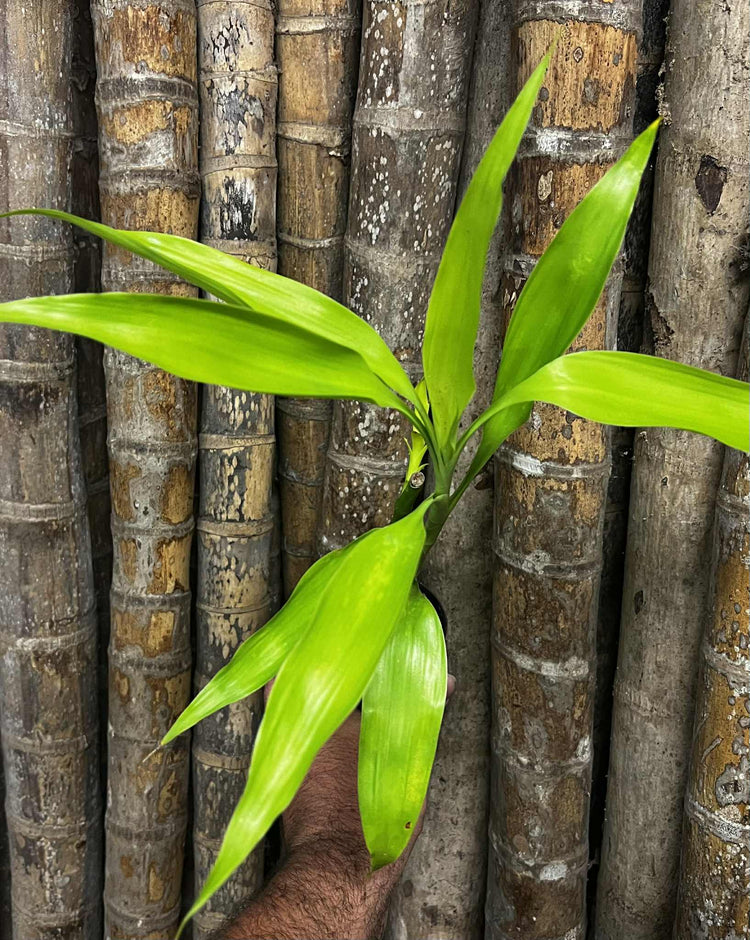 Draceana