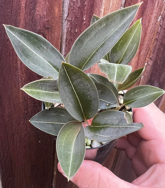 Jewel Orchid Black (Ludisia discolor var. nigricans) 75mm Pot