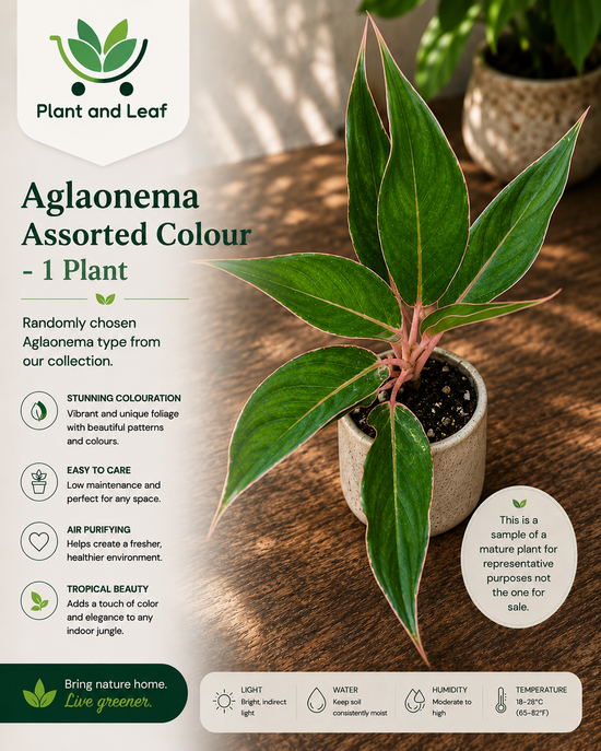 Aglaonema &