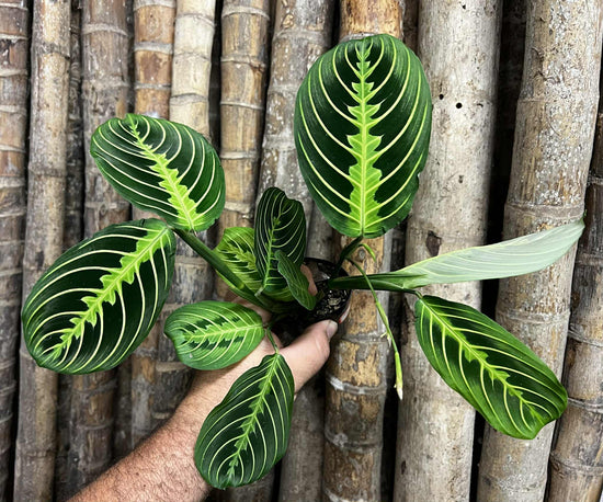 Maranta &