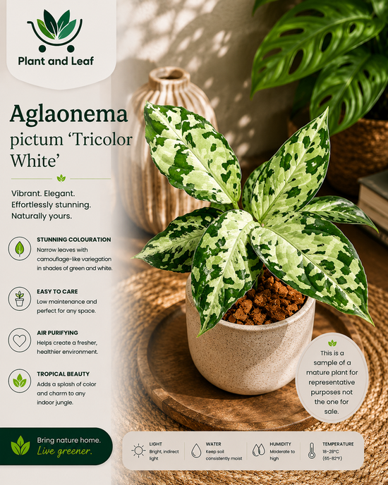 Aglaonema pictum &
