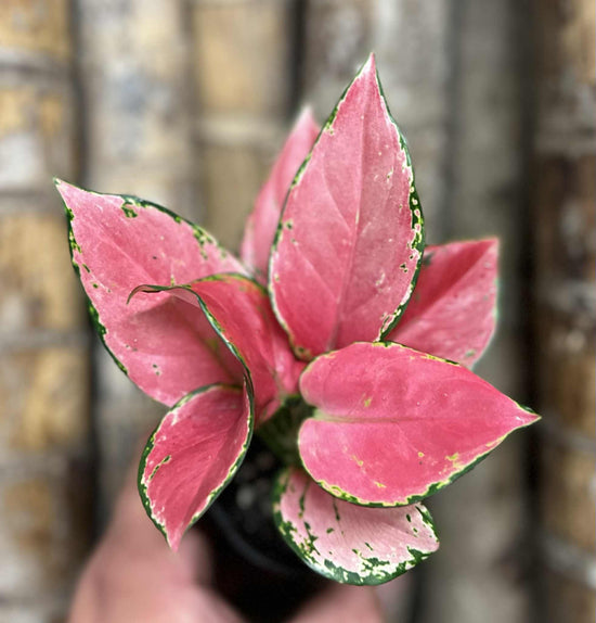 Aglaonema &