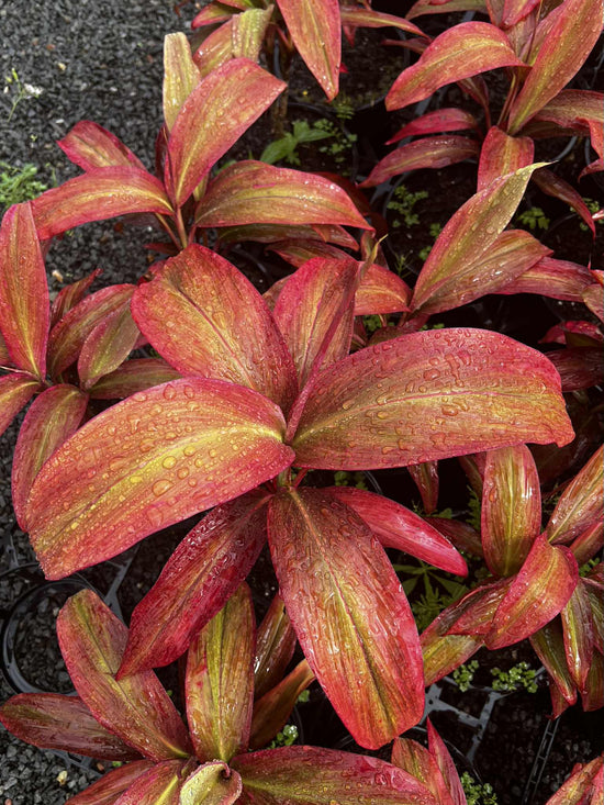 Cordyline &