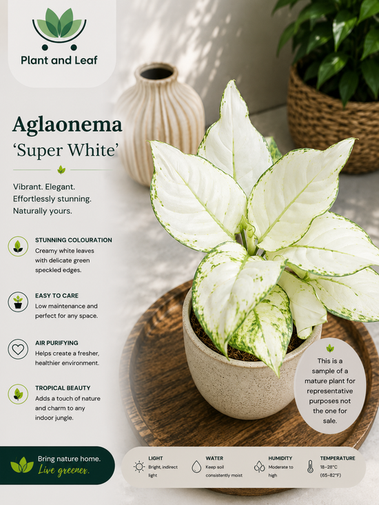 Aglaonema &