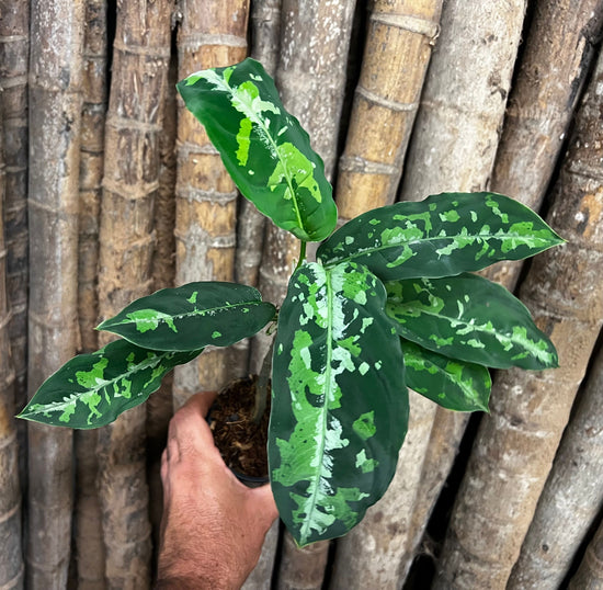 Aglaonema pictum &