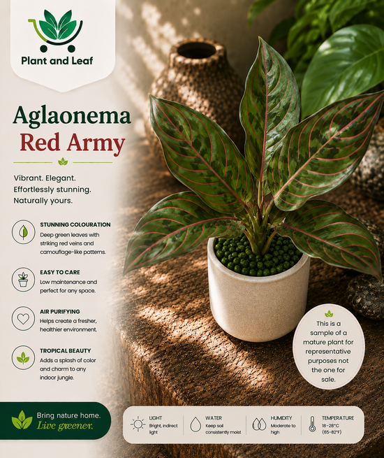 Aglaonema &