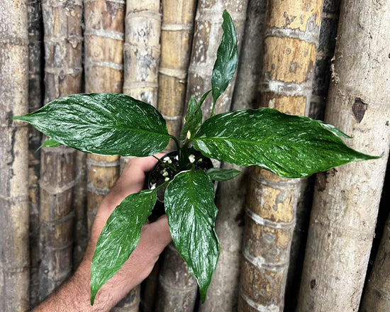 Spathiphyllum &
