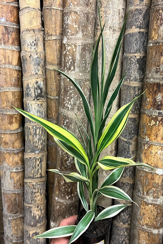 Lucky Bamboo (2 Types 1 Pot) SPS20