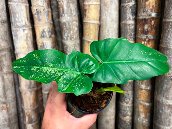 Philodendron &