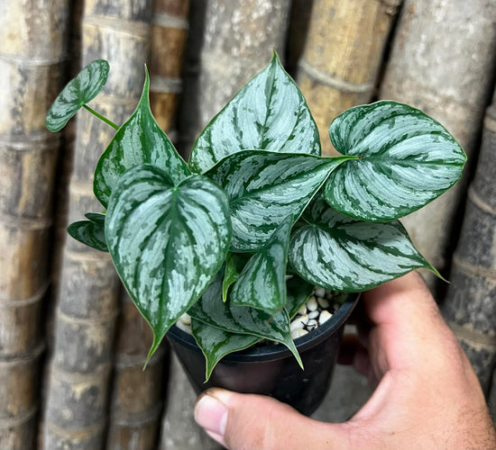 Philodendron &