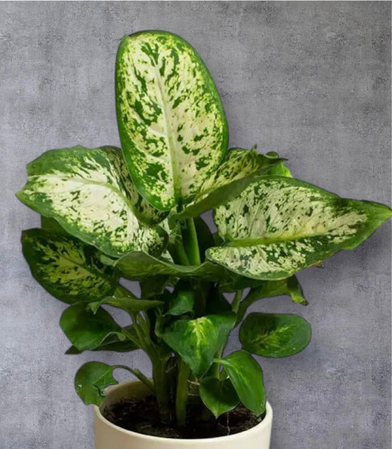 Dieffenbachia &
