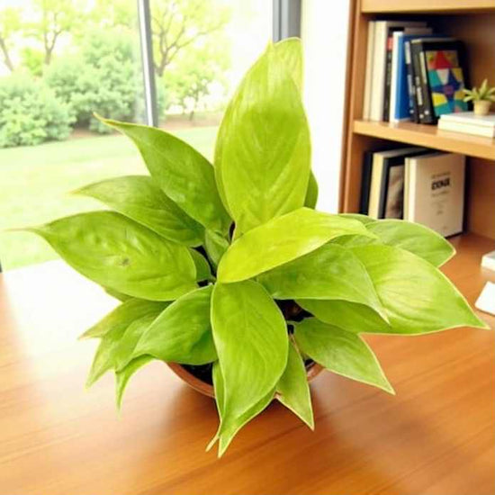 Spathiphyllum &