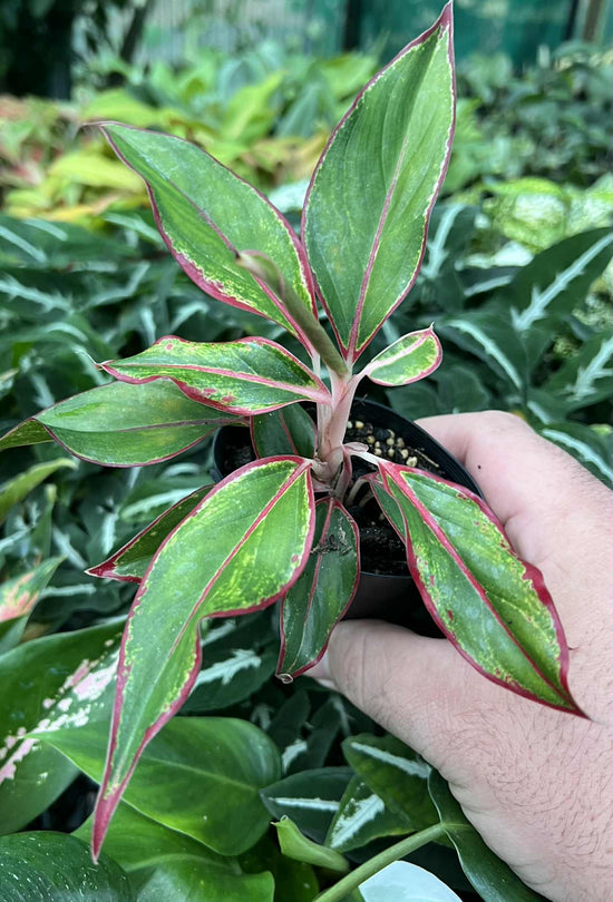 Aglaonema &
