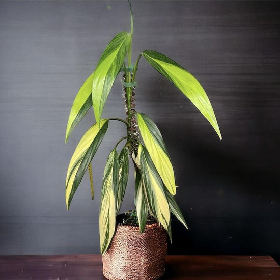 Epipremnum amplissimum &