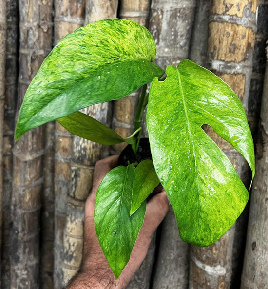 Epipremnum pinnatum &